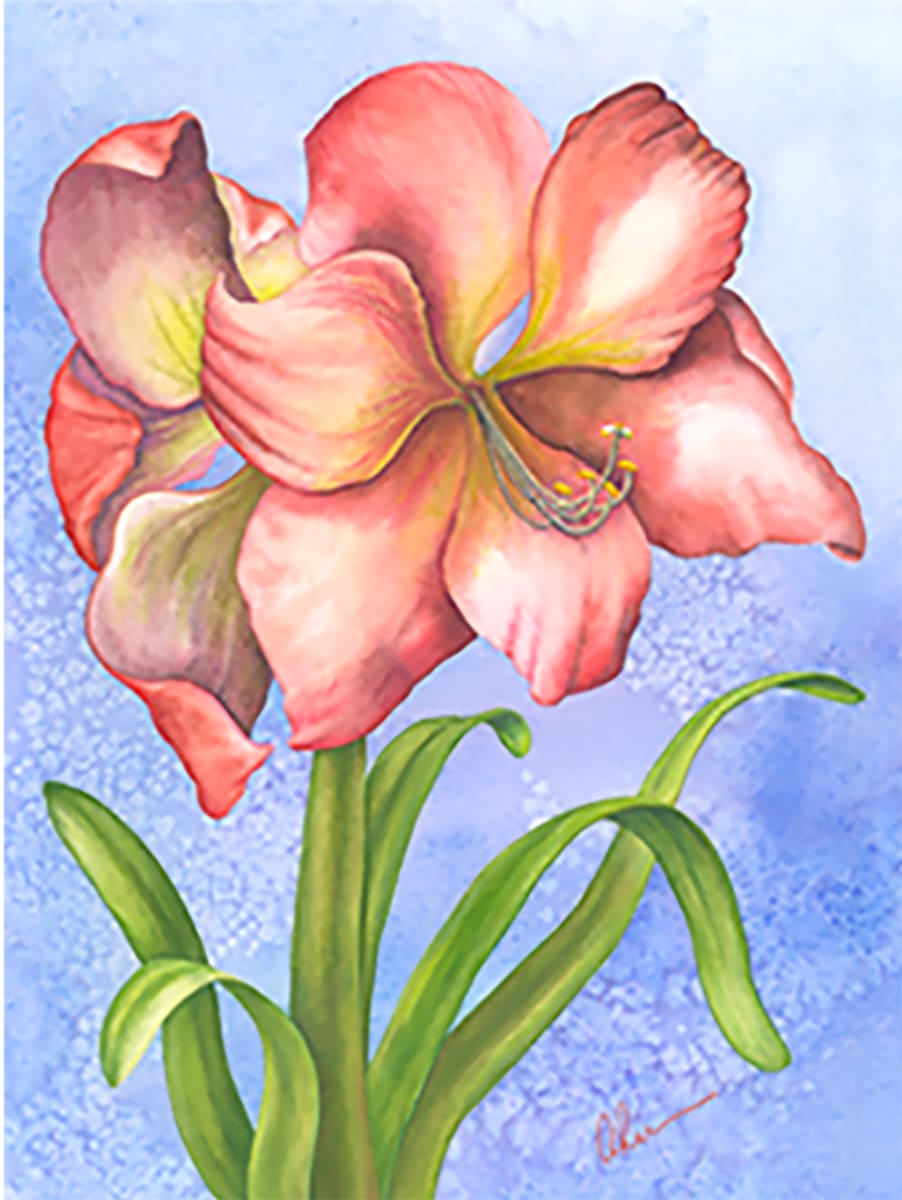 Hippeastrum (Amaryllis) by Mary Ahern 