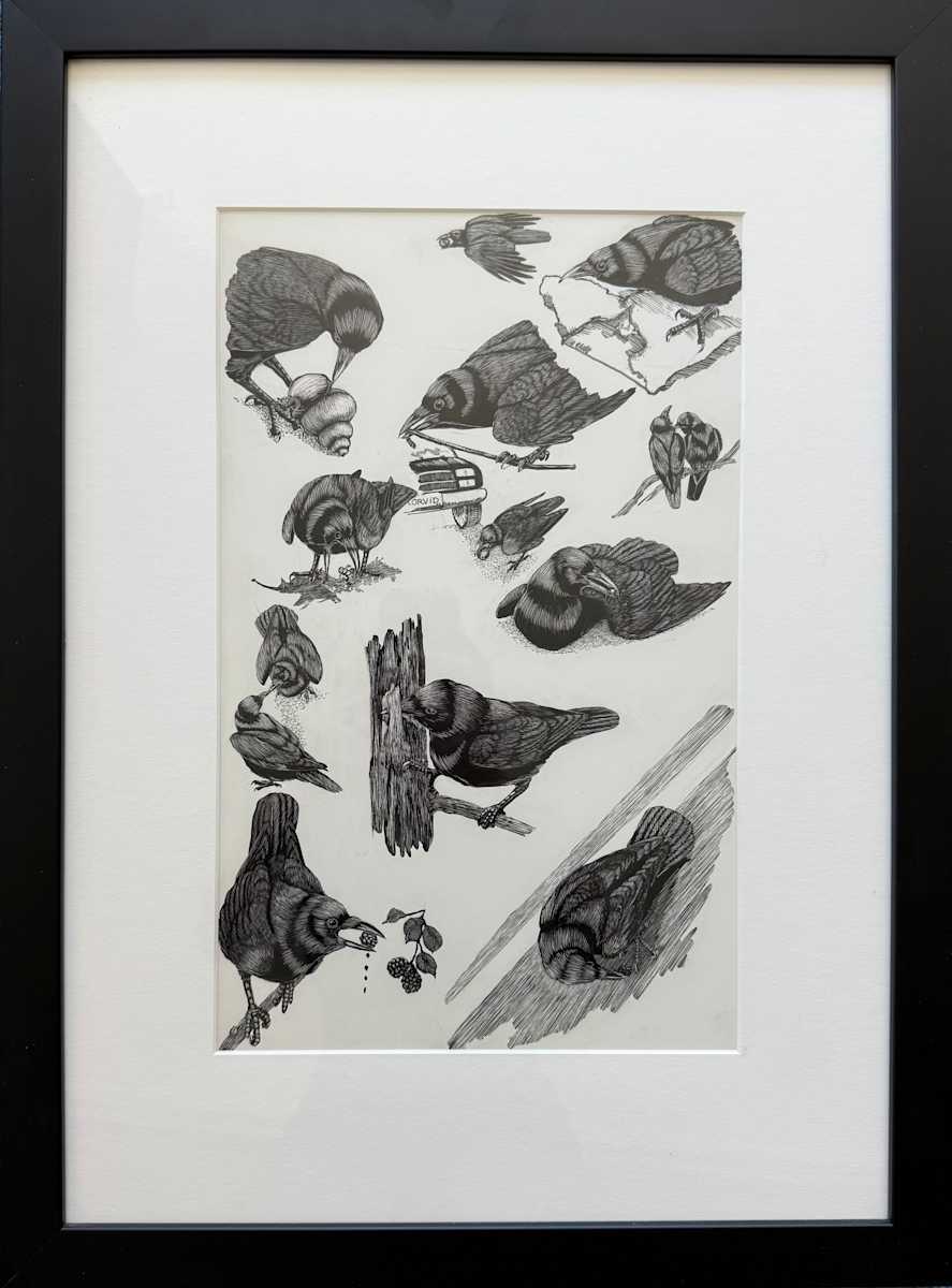 Original drawings for book: "In the Company of Crows and Ravens," 2005 by Tony Angell  Image: The Crow's Versatile Beak