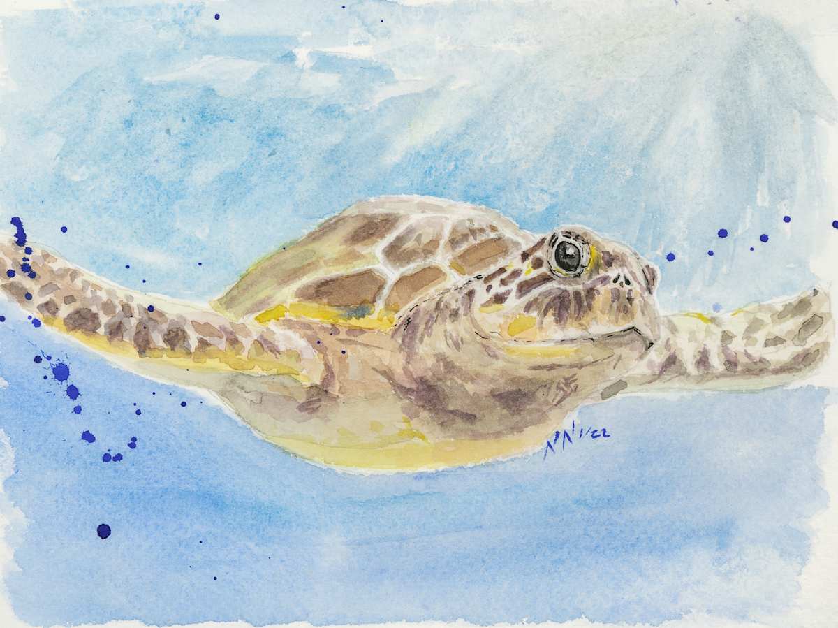 Light on my Shell by Natascha Nigg 