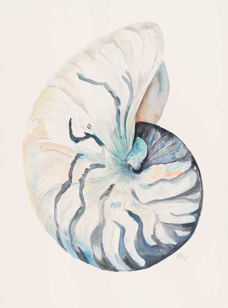Nautilus by Natascha Nigg 