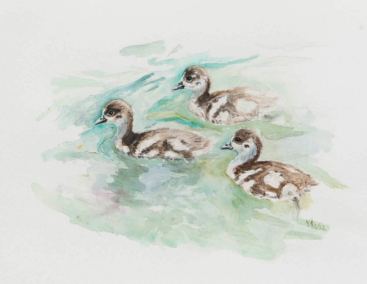 Goose Brothers by Natascha Nigg 