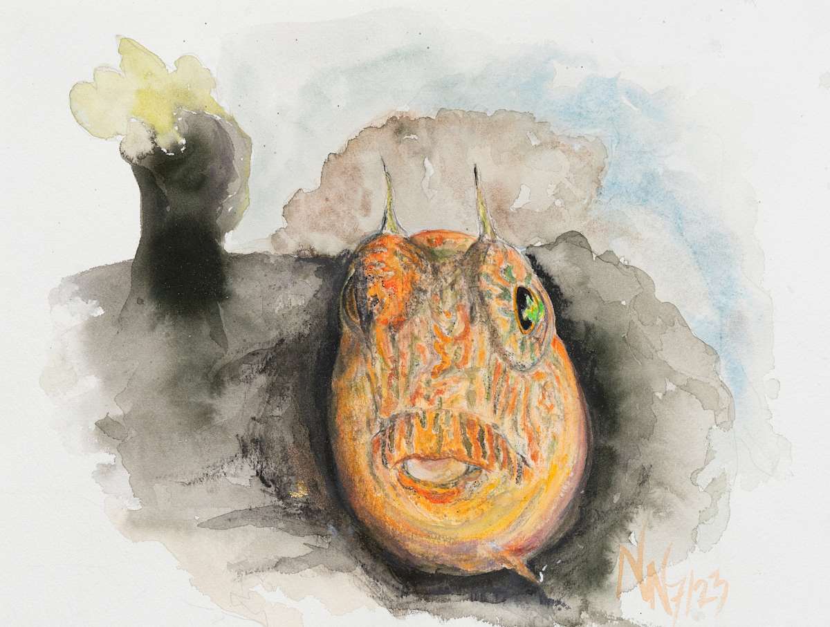 Blenny by Natascha Nigg 