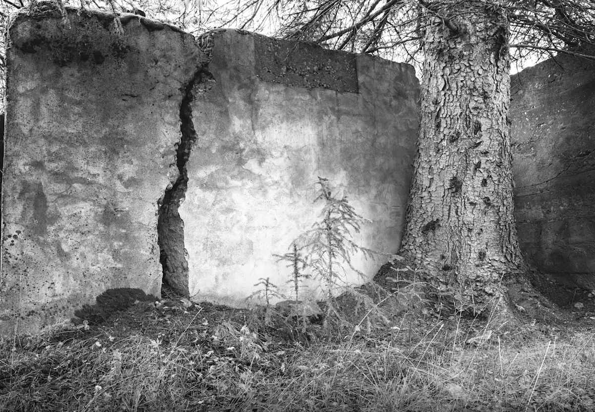 Those Uprooted by Peter Tertzakian  Image: Bankhead, AB, 2021