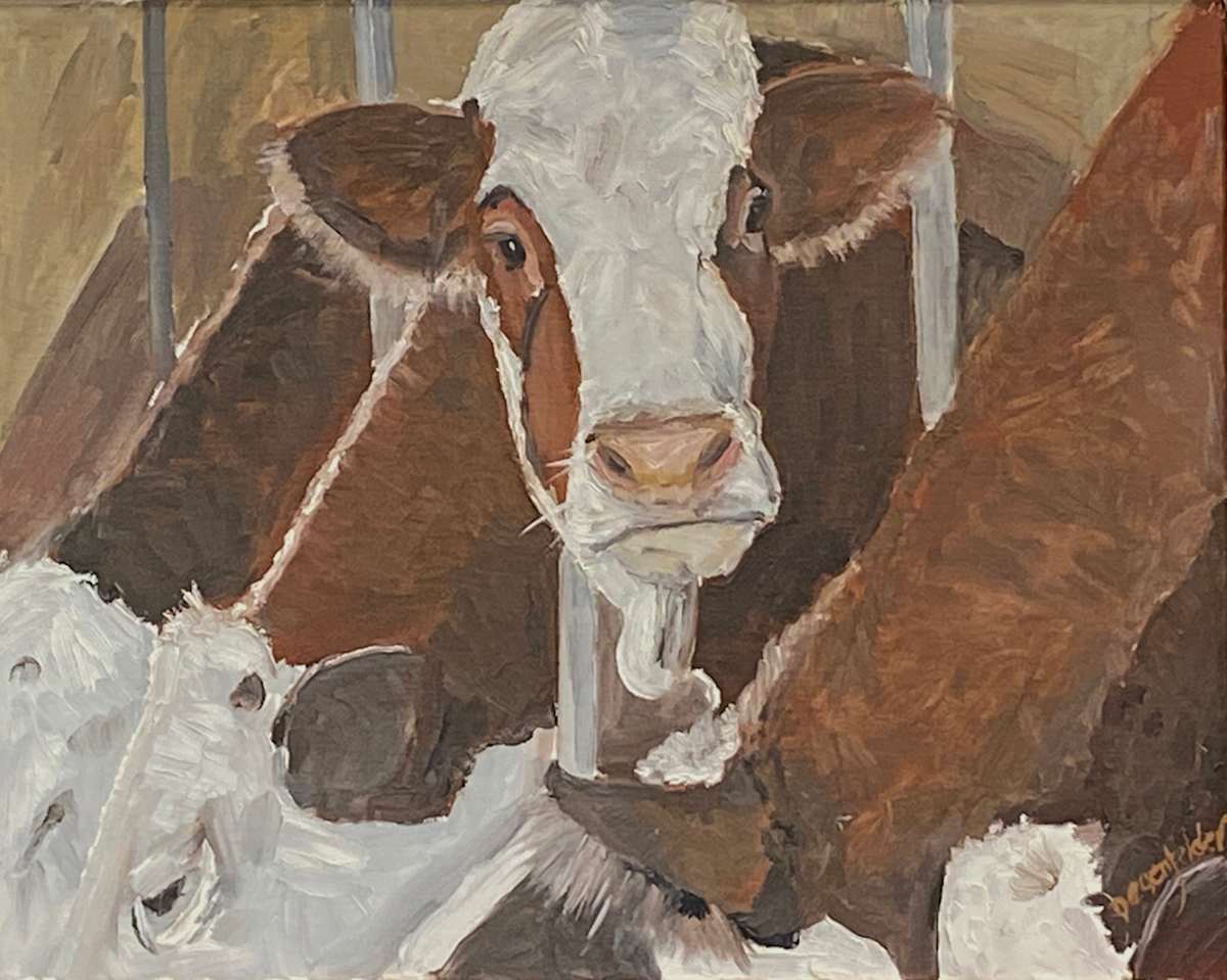 Did Someone Say Apples? by Evan Degenfelder  Image: steer looking up from feed trough