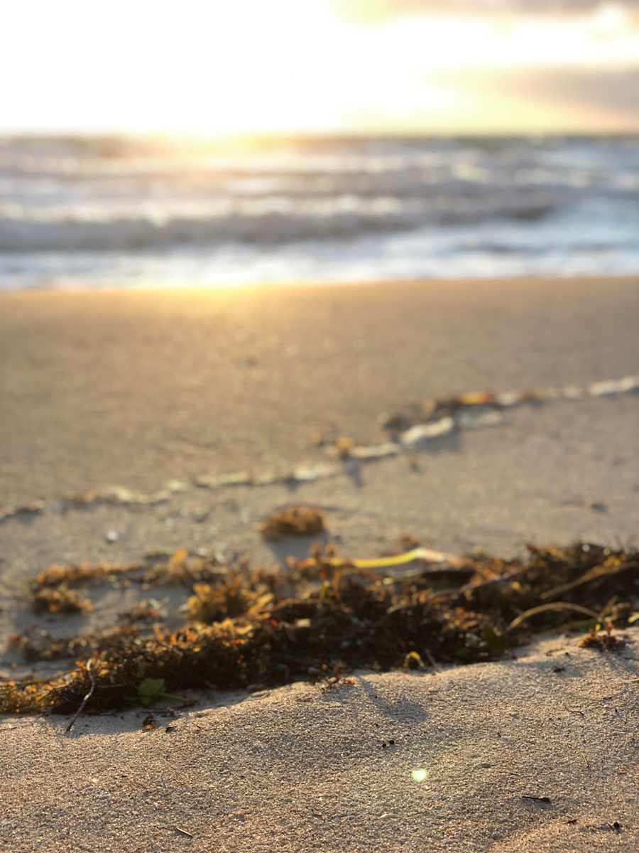 Sargassum by the Sea by Allison "Ally Bee" Findeiss-Becker 