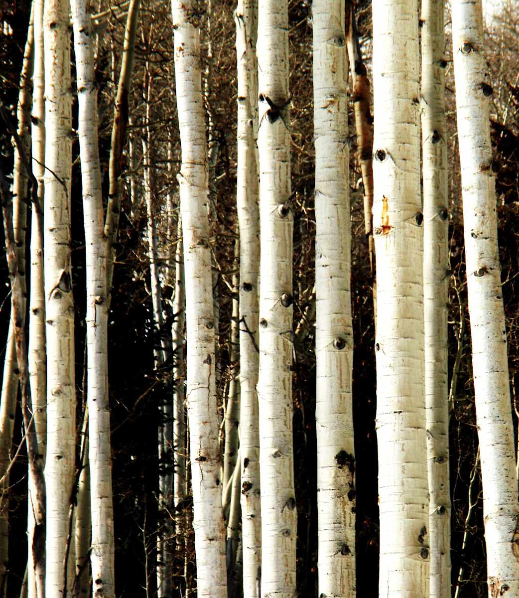 Aspen Tree by Allison "Ally Bee" Findeiss-Becker 
