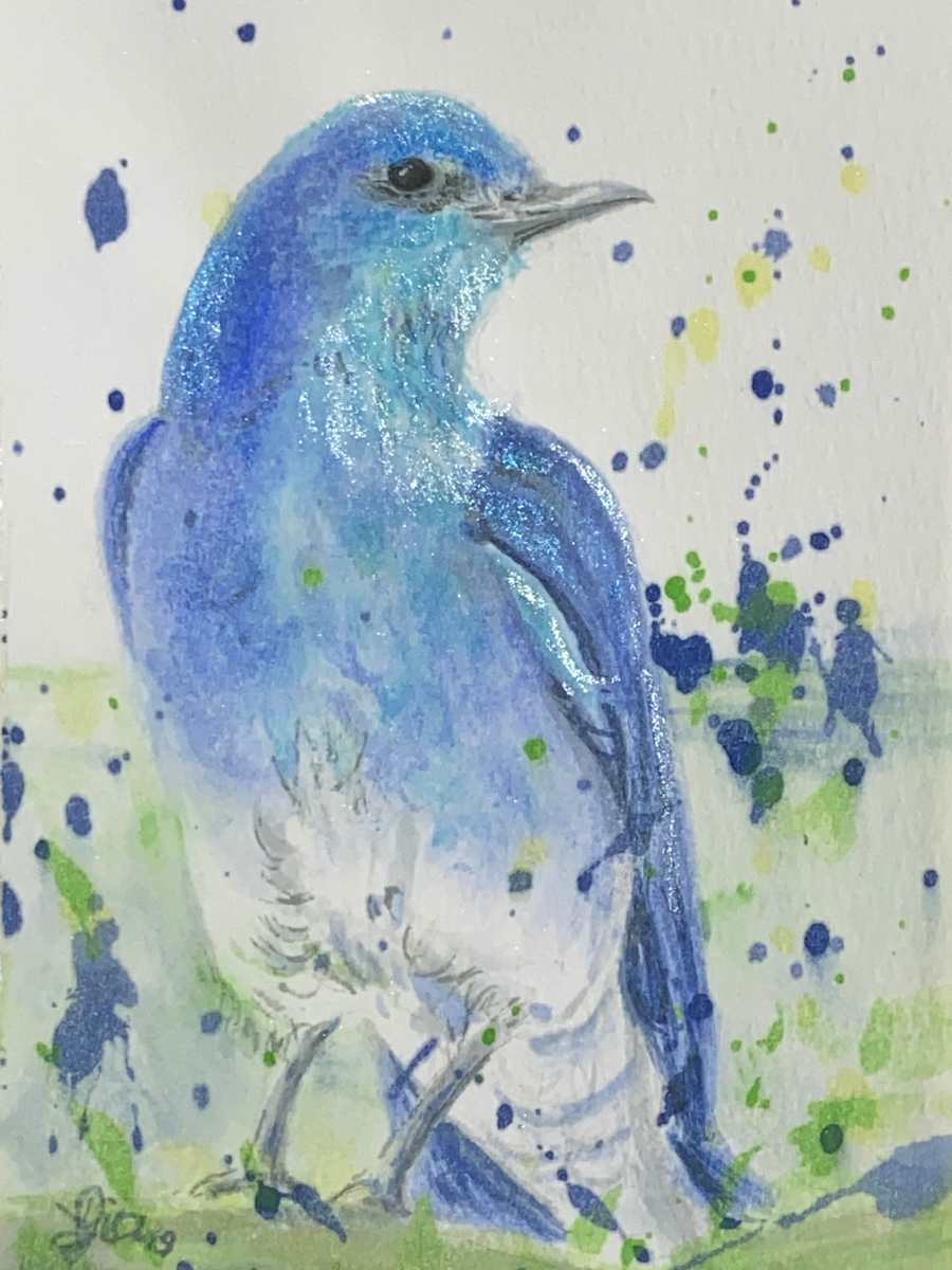 Bluebird Study 1 by Gia Dianna, Image 1.