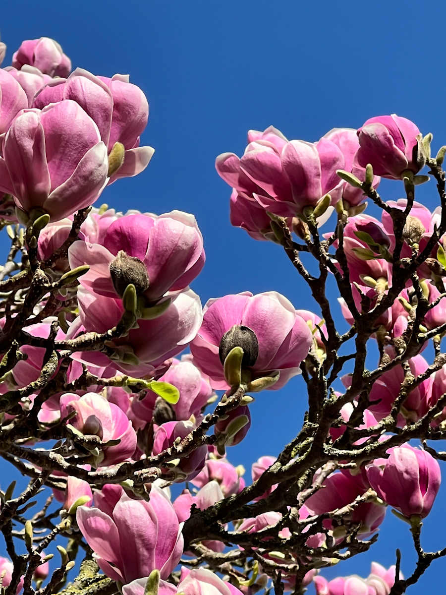 Magnolia_Blue Sky by Elaine Sutton  Image: Magnolia, 1/4 photographic installation  for Voice Exhibition,
Minories Gallery, Colchester,  Essex