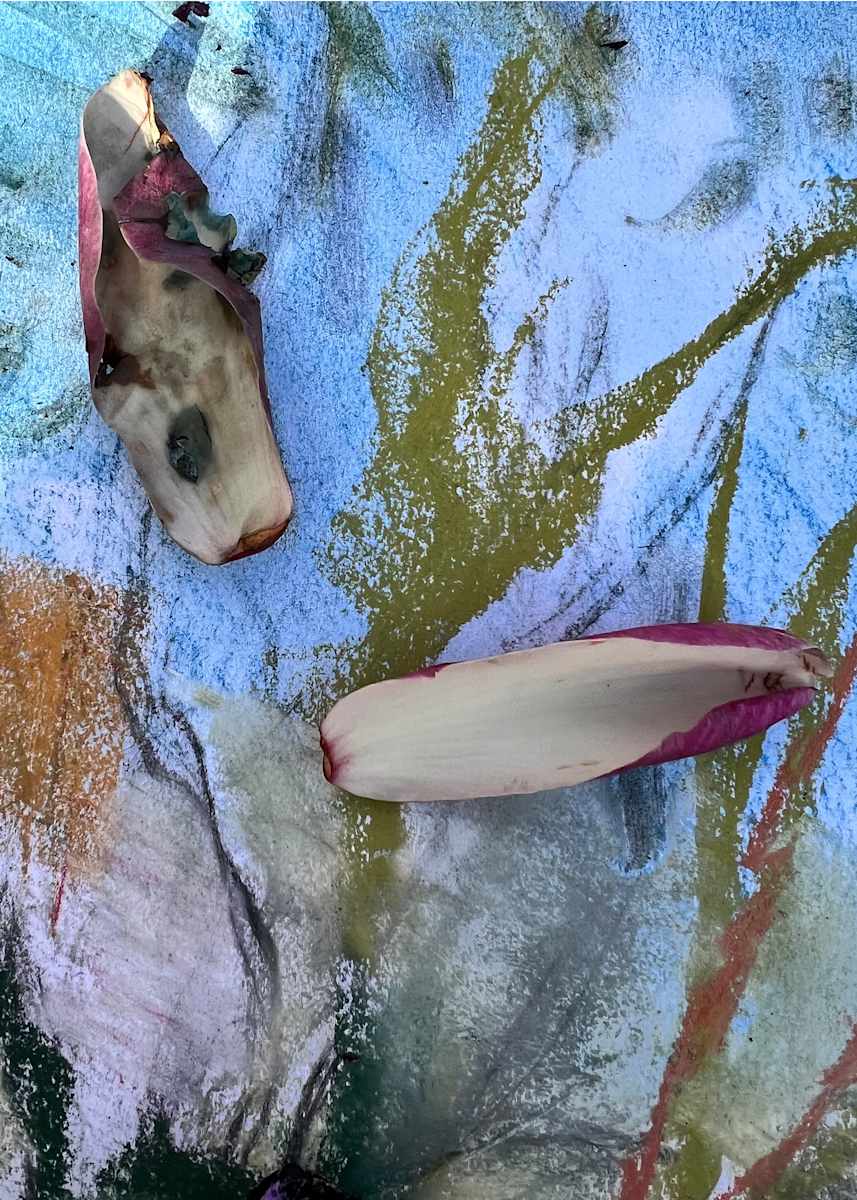 Magnolia_Drawing Slipper by Elaine Sutton  Image: Drawing Slippers, 4/4 photographic installation for Voice Exhibition,
Minories Gallery, Colchester, Essex

