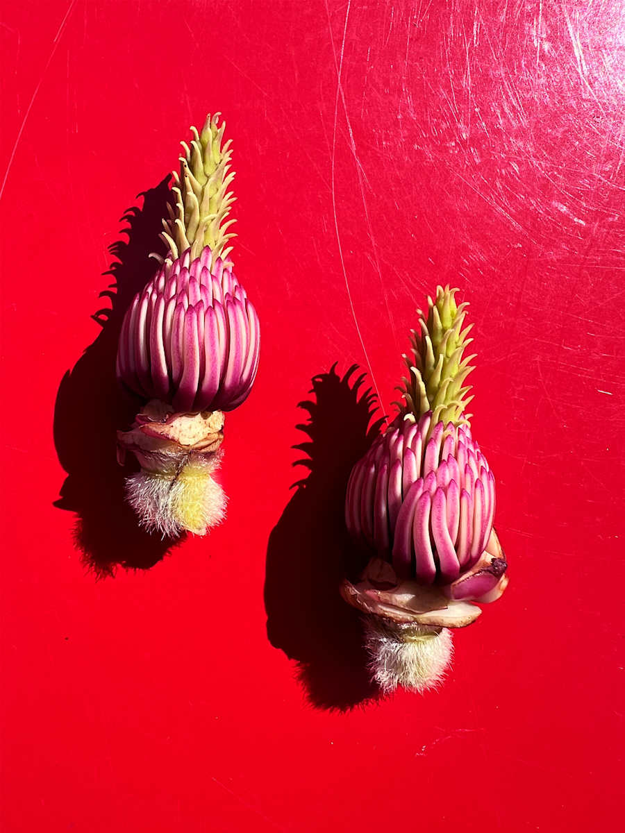 Magnolia_Lanterns by Elaine Sutton  Image:  Lanterns, 2/4 photographic installation