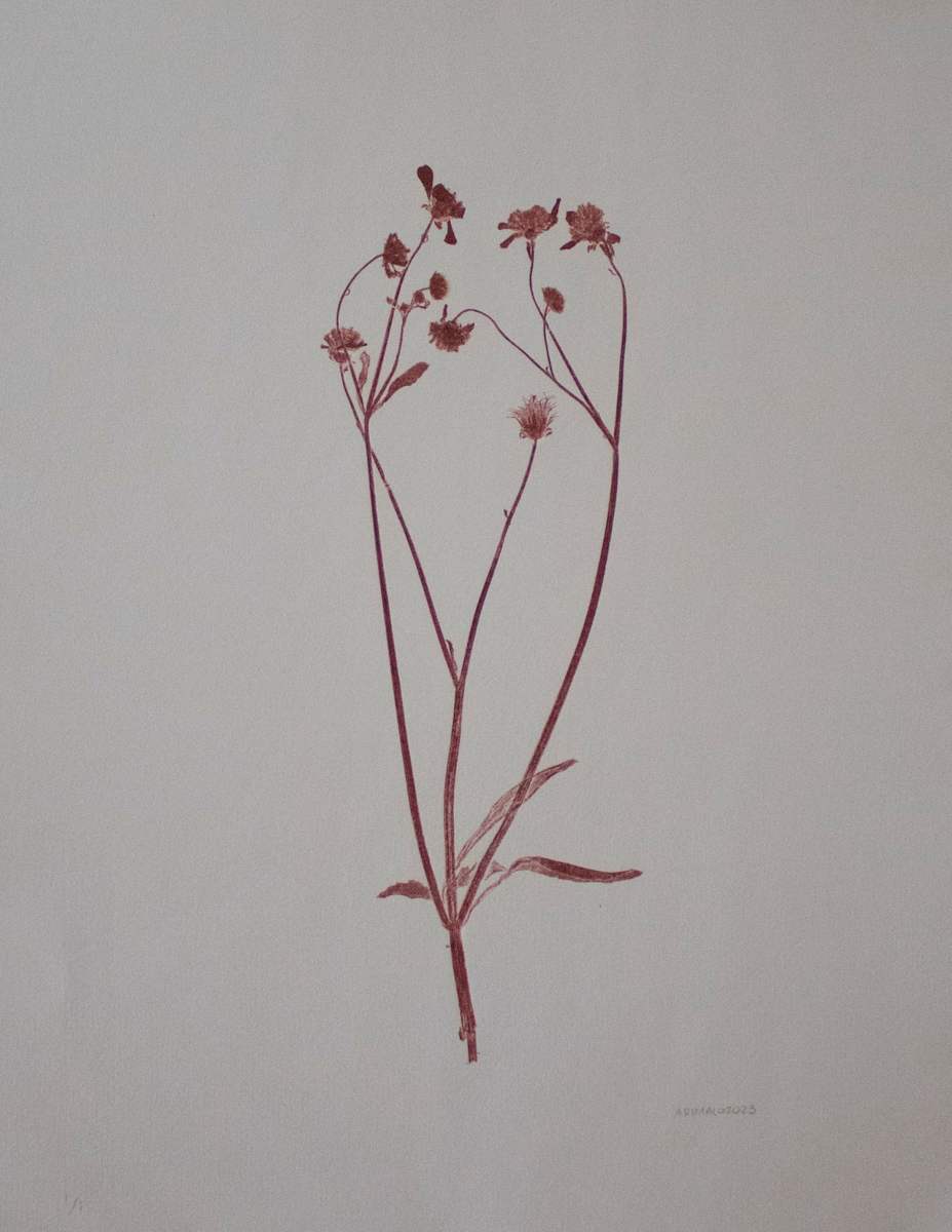 Bidens alba_Mérida by Ari Malo 