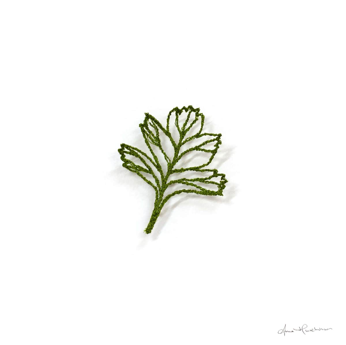 Hawthorn Skeleton II by Anna Hutchinson 