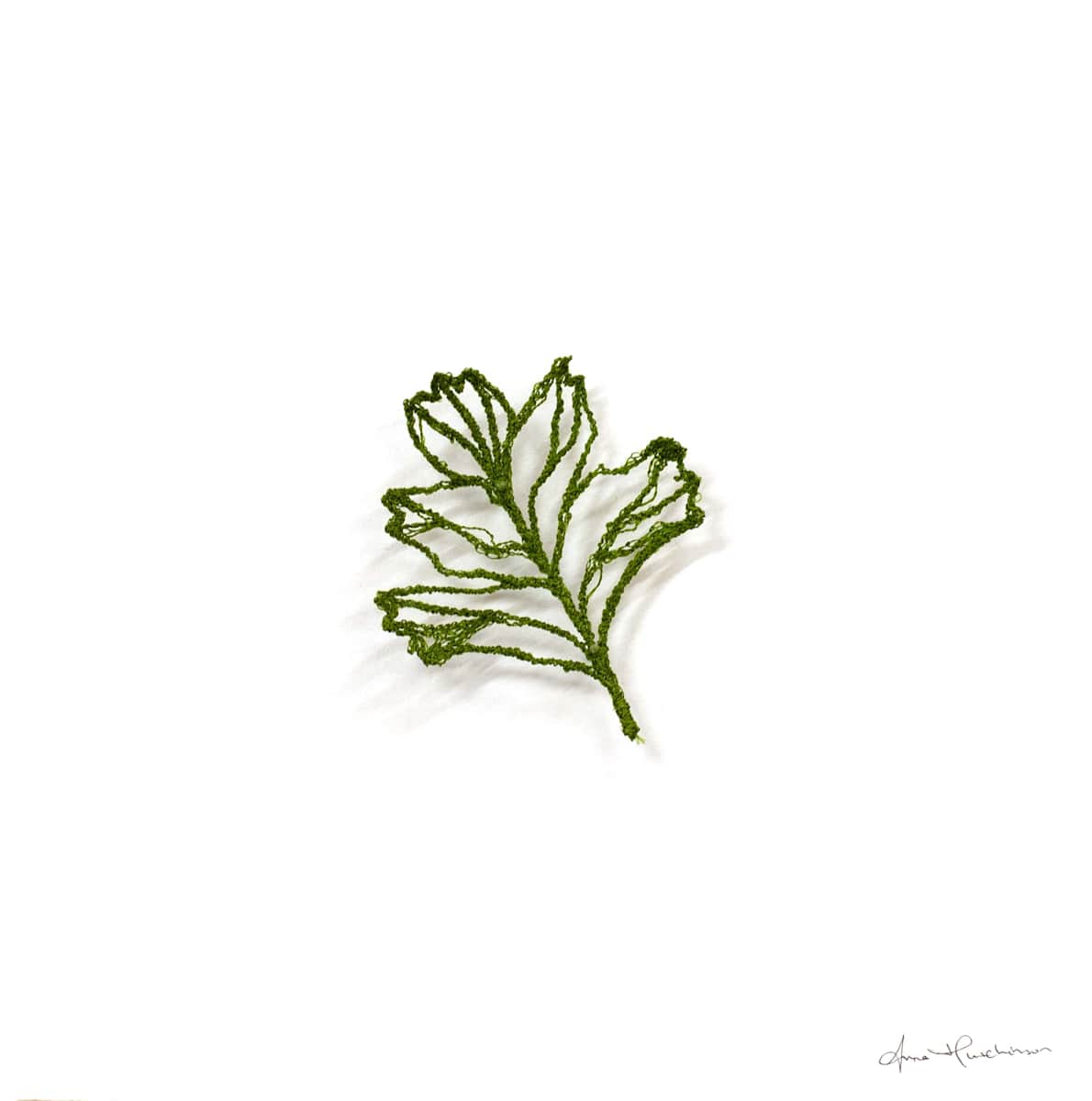 Hawthorn Skeleton I by Anna Hutchinson 