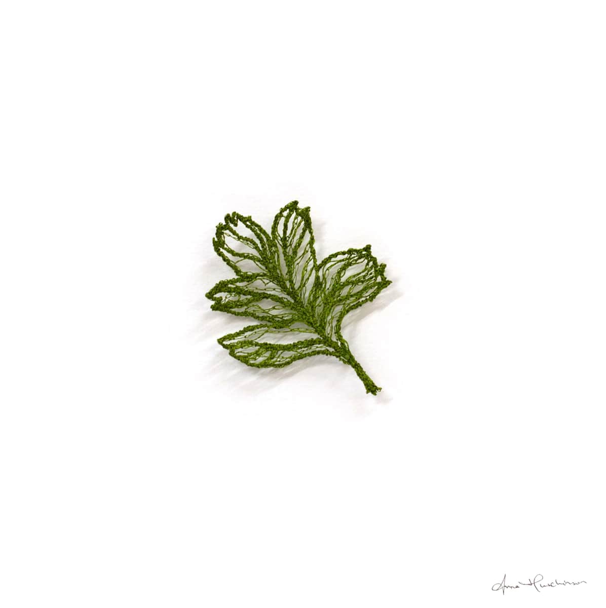 Hawthorn Leaf II by Anna Hutchinson 
