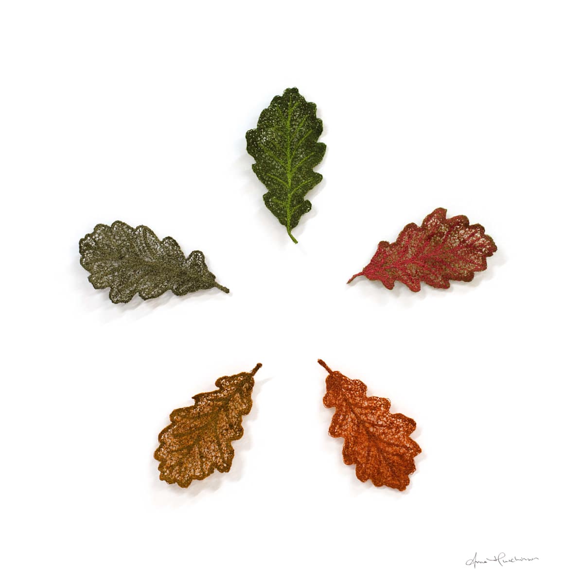 Oak Autumn Rainbow by Anna Hutchinson 
