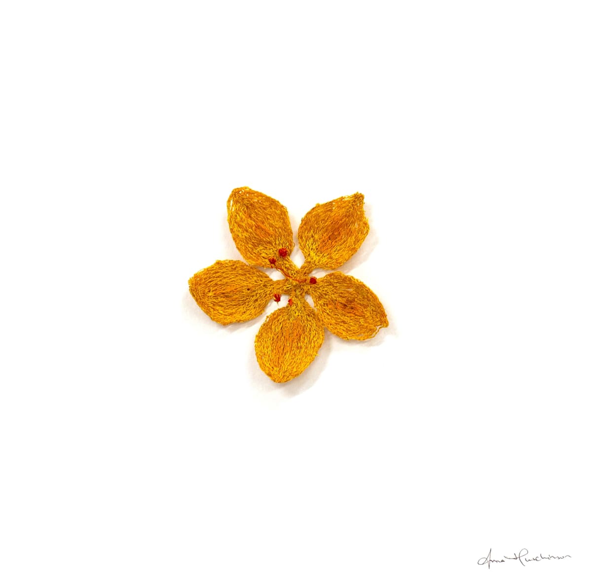 Yellow Pimpernel by Anna Hutchinson 