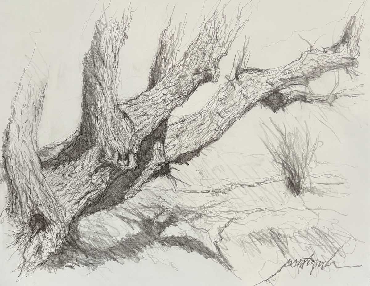 Longmont Canal Tree 1 by Larry Prestwich, Image 1.
