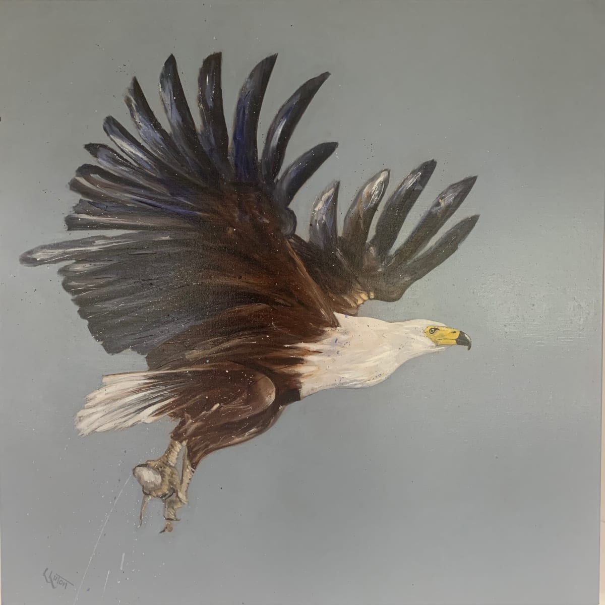 African fish Eagle by Louise Luton 