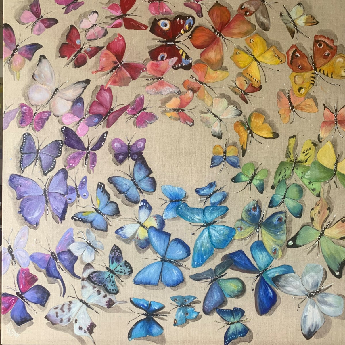 Flutterby Rainbow, Image 1.