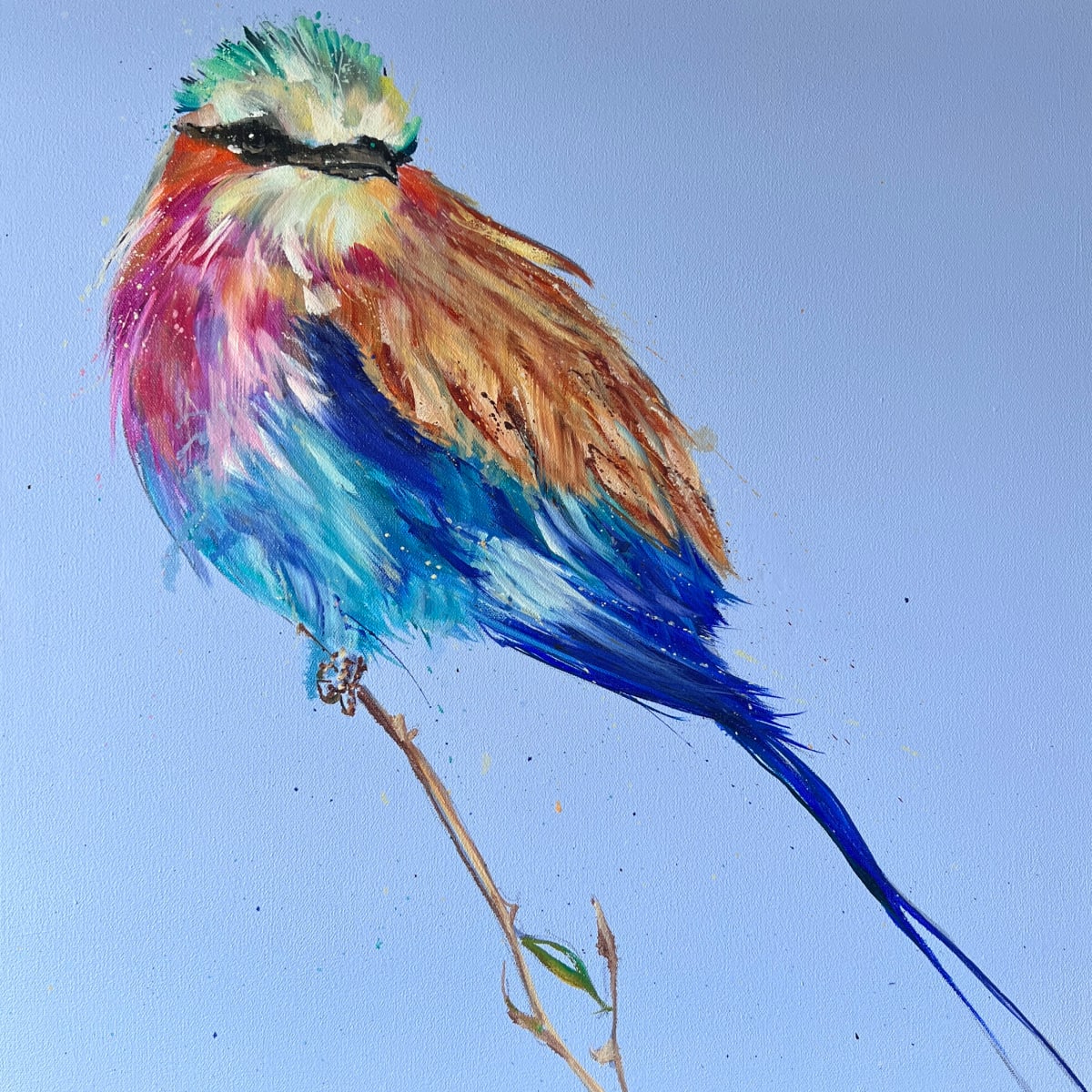 Lilac breasted roller by Louise Luton 