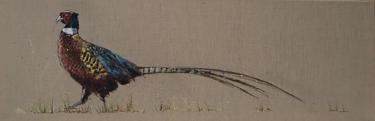 Glorious pheasant by Louise Luton 