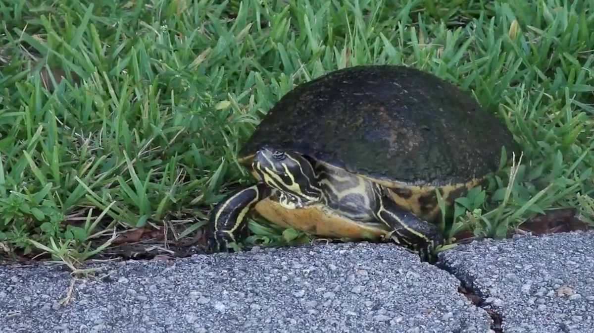 An Animator's Guide to Everglades National Park by Karl Staven 