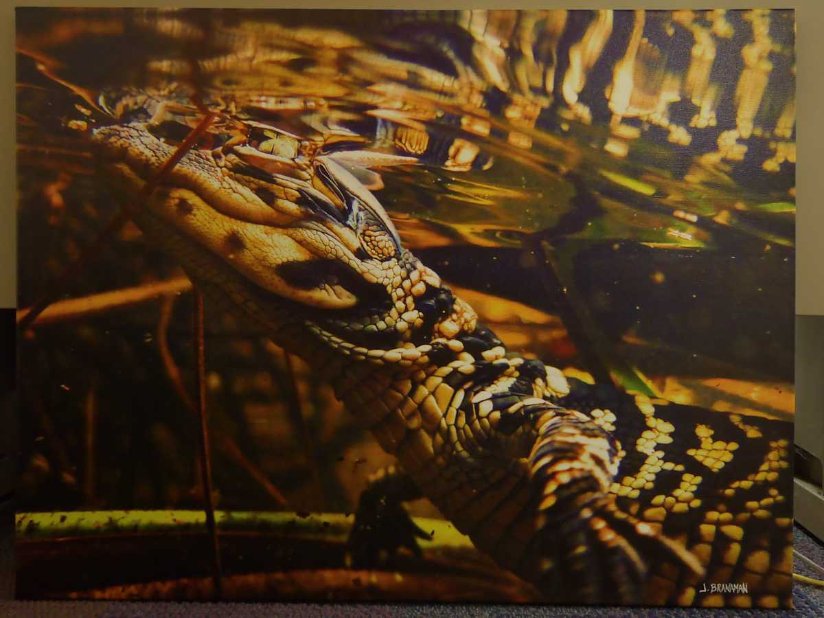 First Swim by James Branaman, Image 1.