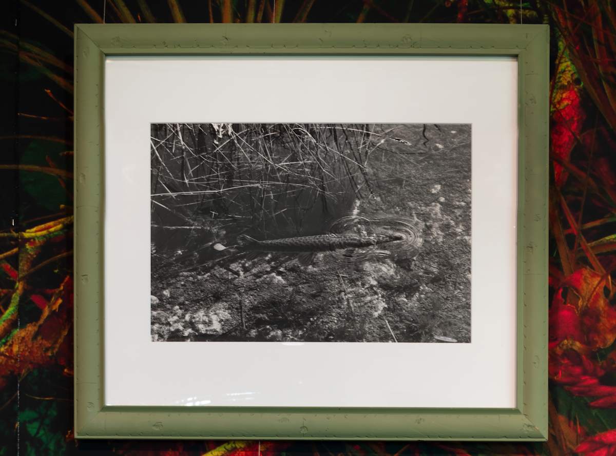 Gar by M. Carmen Lane, Image 1.