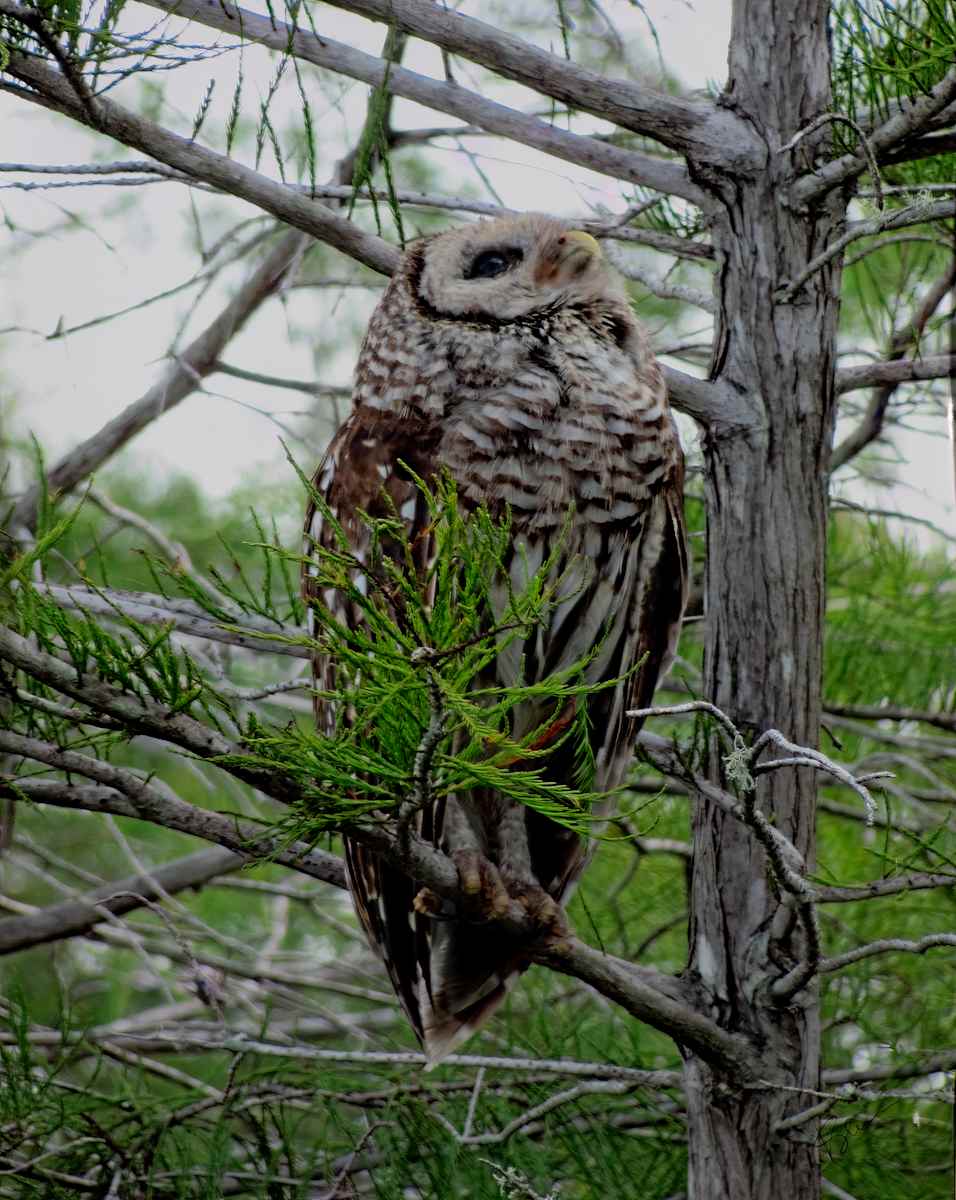 Pa Hay Okee Owl by Susan Klein 