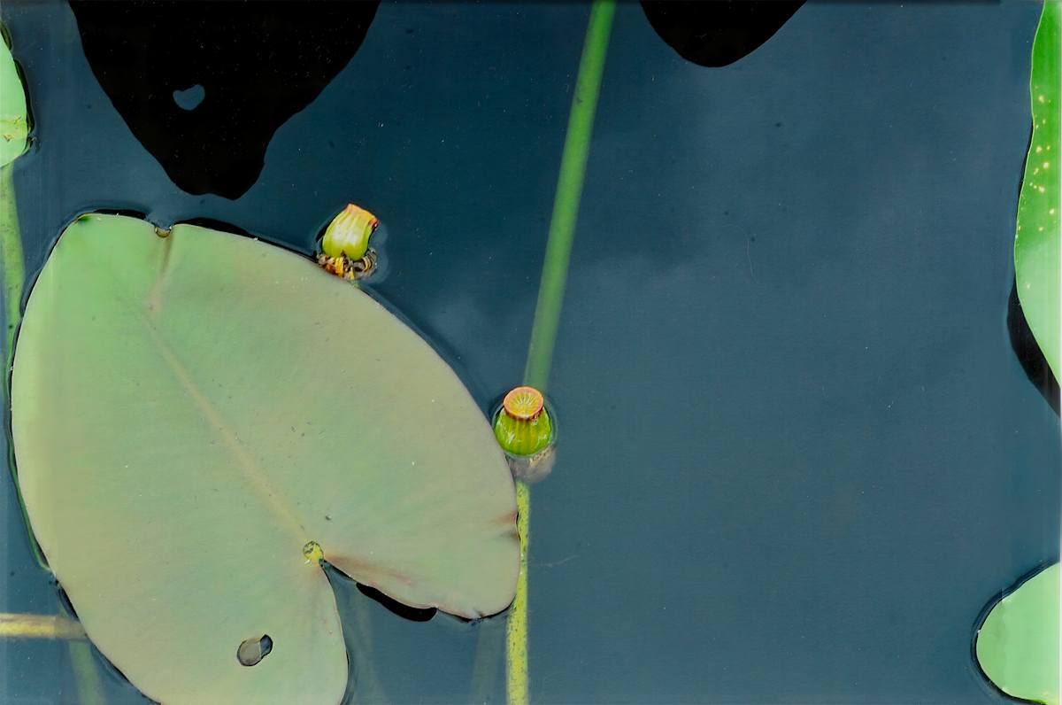 Crinum Americanum Series by Blanca Botero 