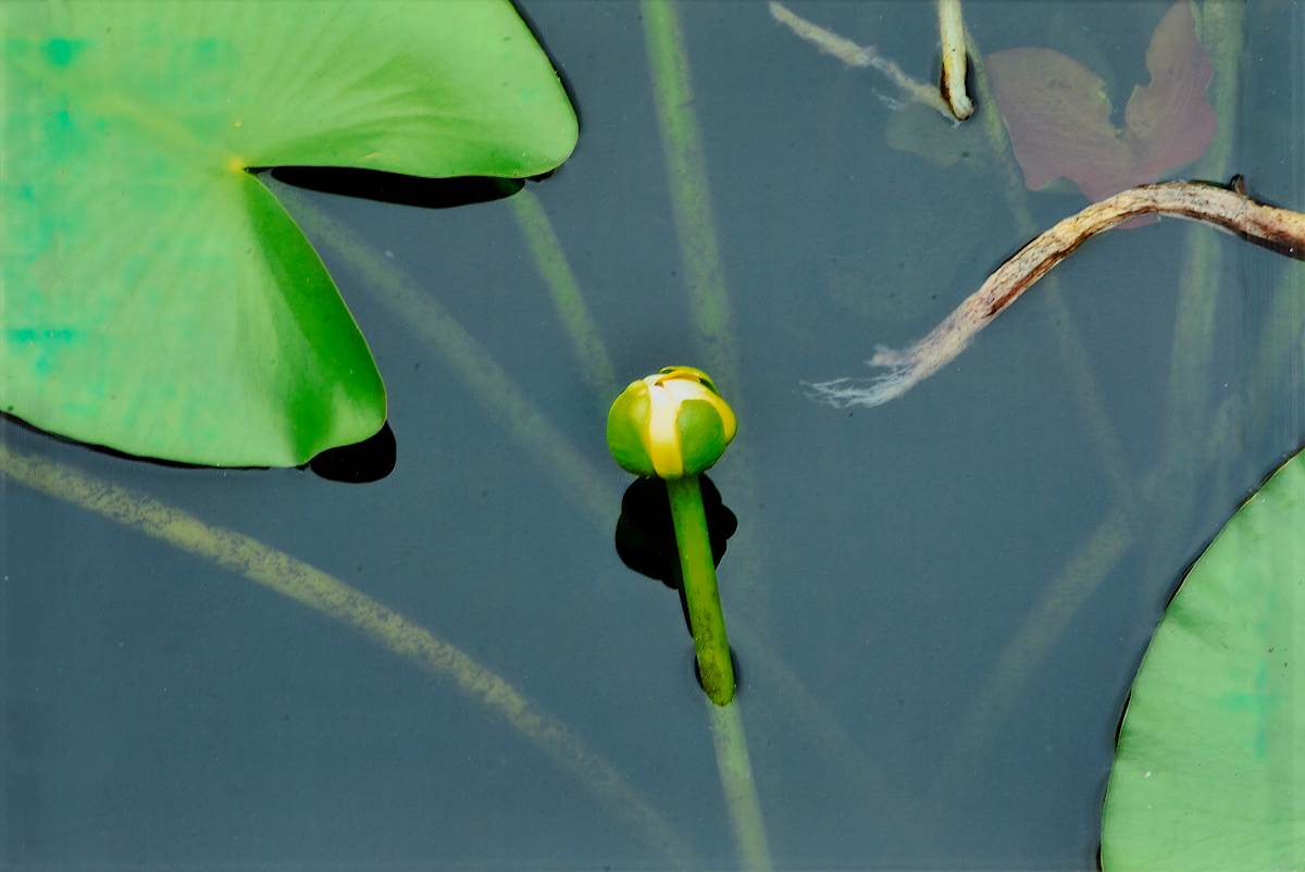 Crinum Americanum Series by Blanca Botero 