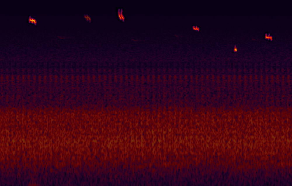 Distant Bats(for skip snow) by Gustavo Matamoros 