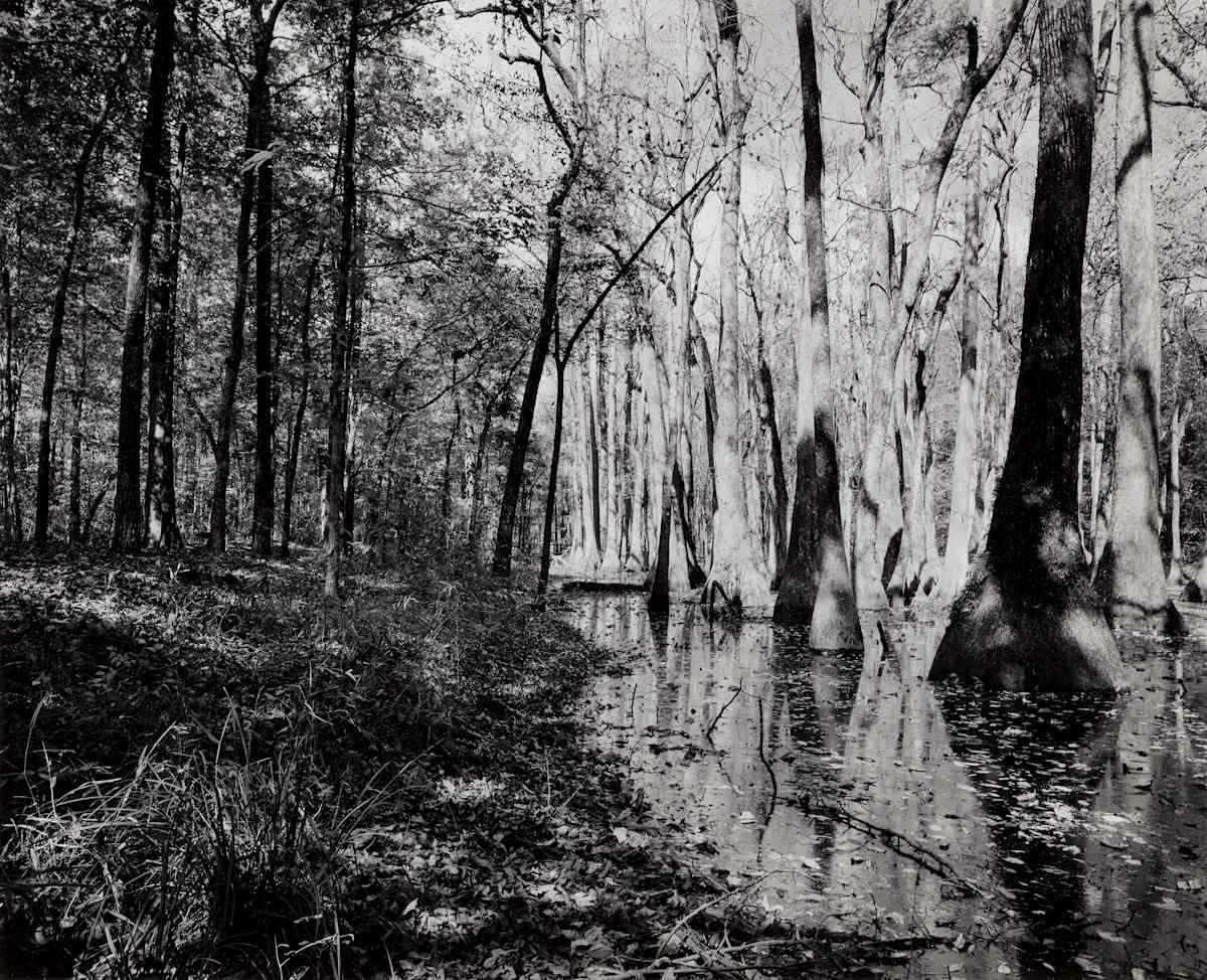 The Meeting of Pine and Cypress, Old Natchez Trace Trail Milepost 122 by Krista Elrick 