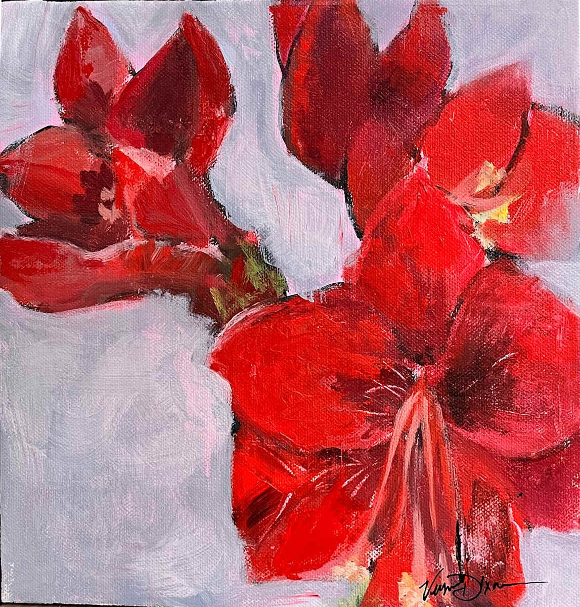 Yes, I will, Amaryllis by Virginia Dixon 