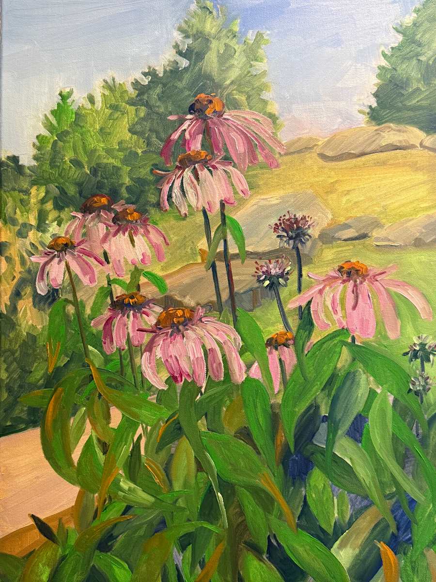 Echinacea on Monhegan by Rachel Houlihan 