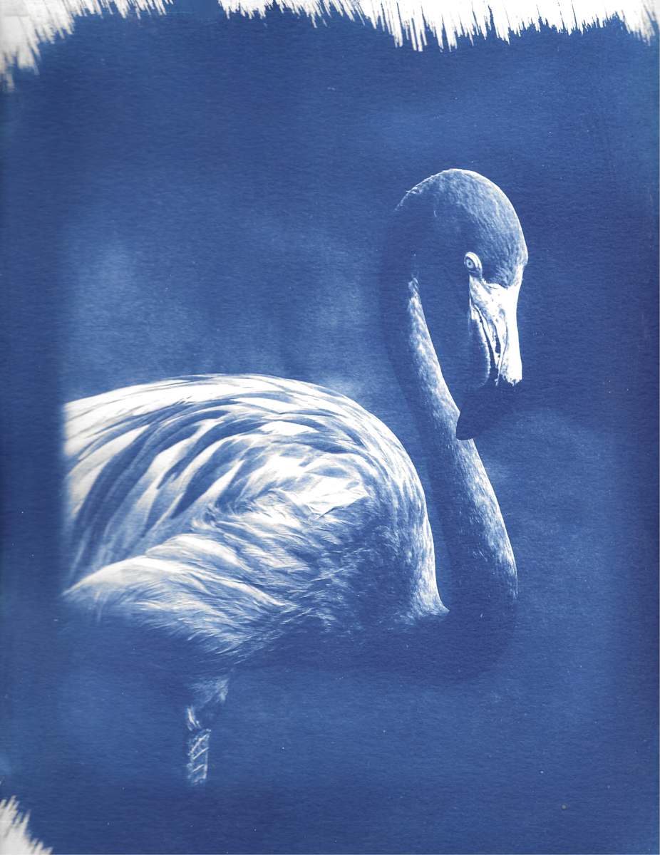 Flamingo Print by Emily Ruffner Hillhouse, Image 11.
