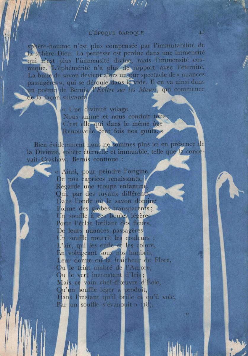 Wildflowers by Emily Hillhouse 