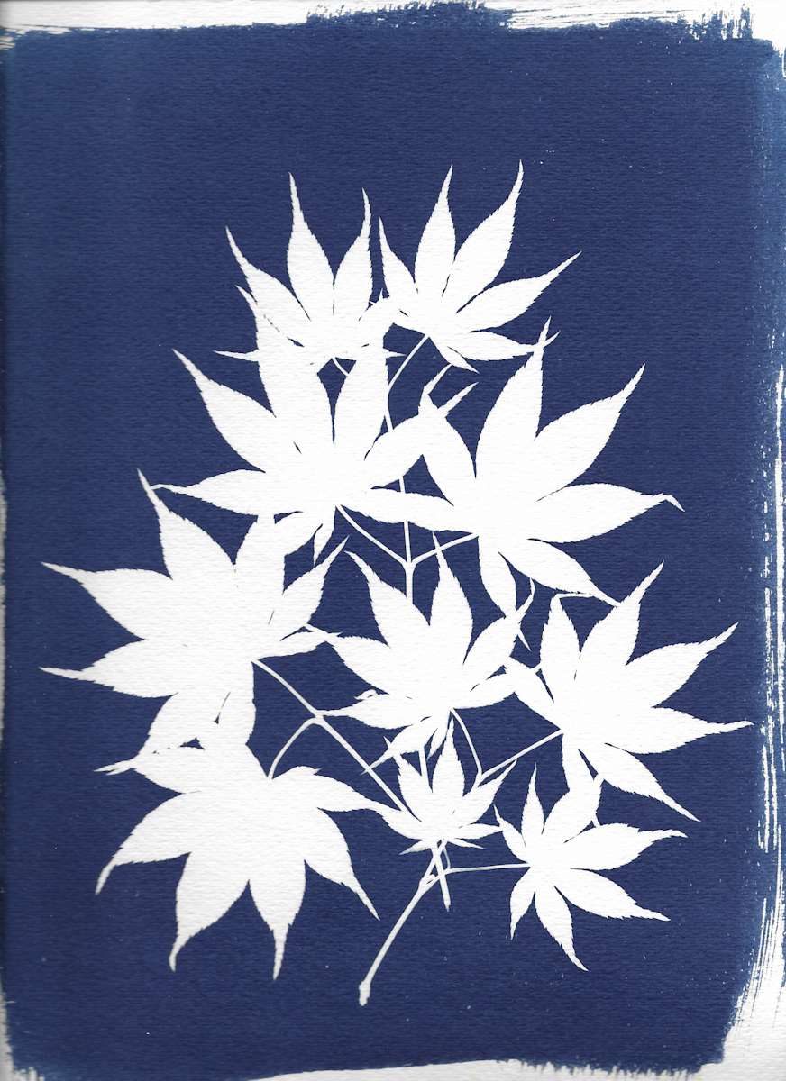 Japanese Maple by Emily Hillhouse 