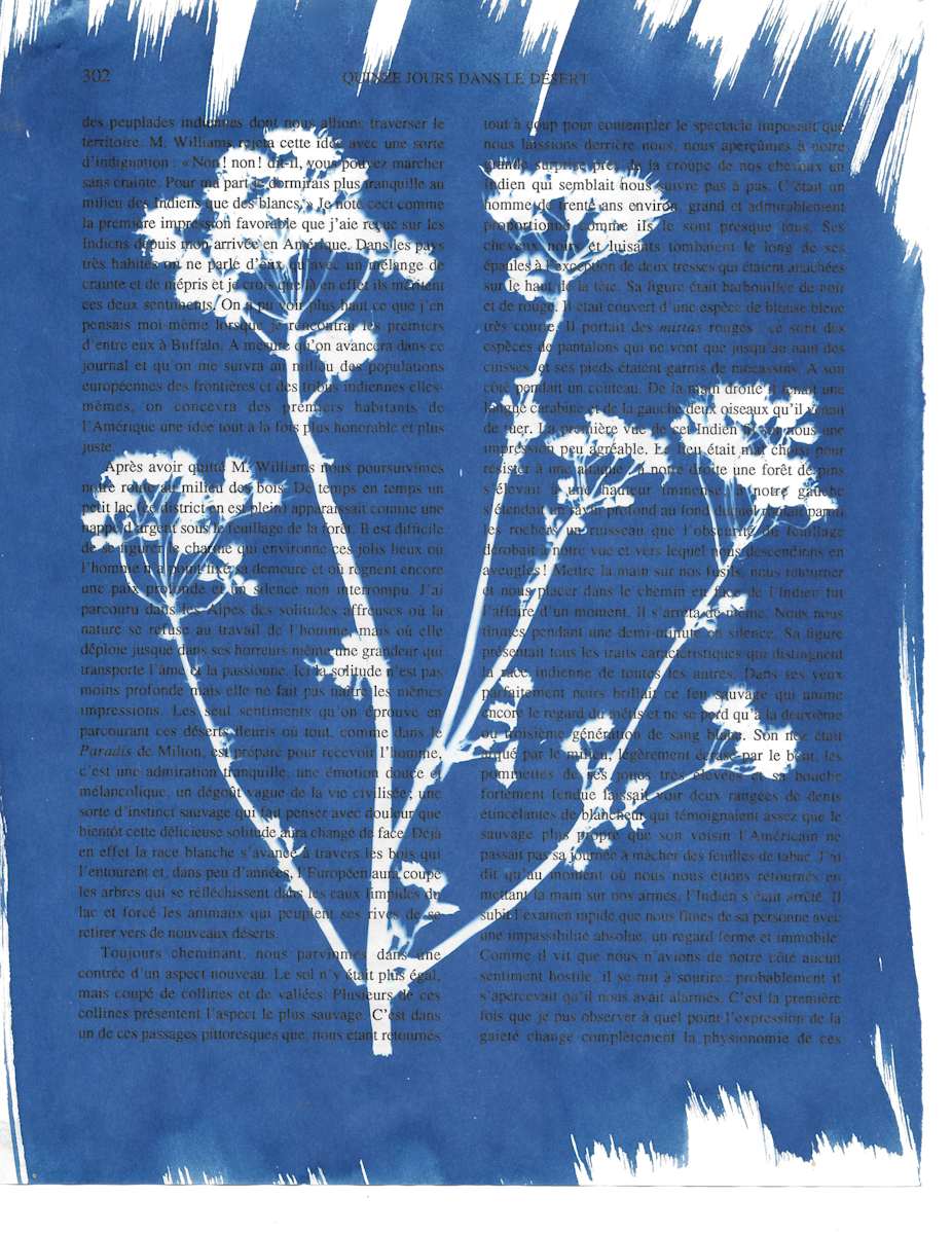 Butterweed Print by Emily Ruffner Hillhouse, Image 9.