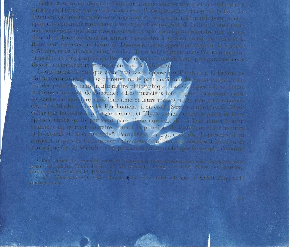 Water Lily by Emily Hillhouse 