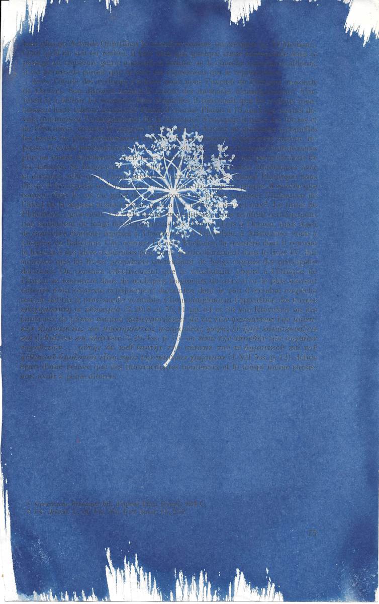Queen Anne's Lace by Emily Hillhouse 