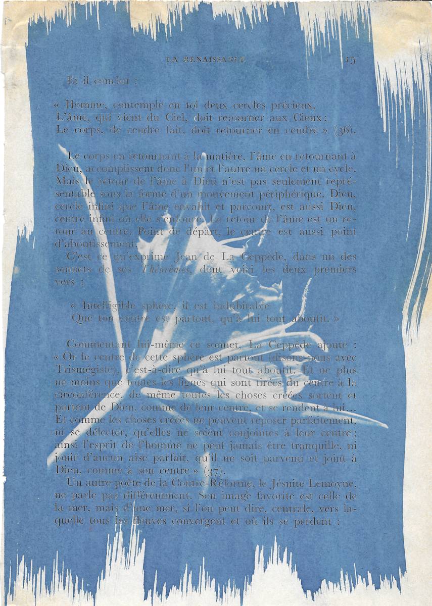 Cahaba Lily by Emily Hillhouse 
