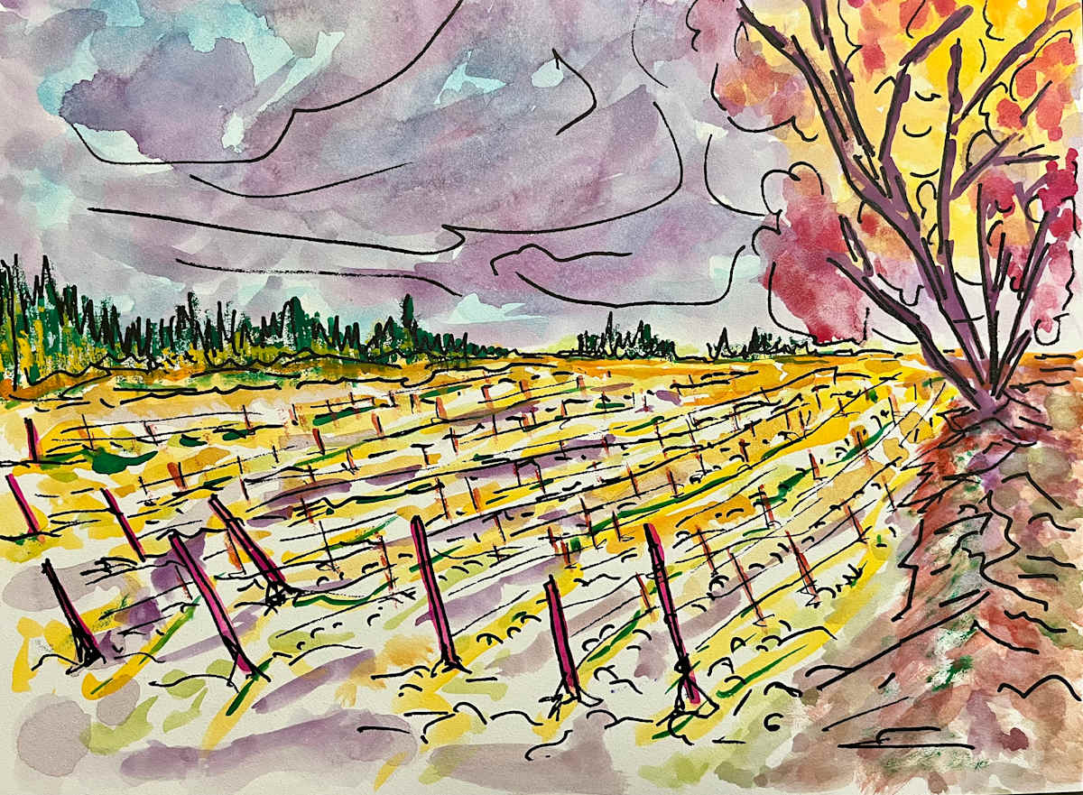 Winter Vineyards by Don Barnett  Image: Winter Vineyards