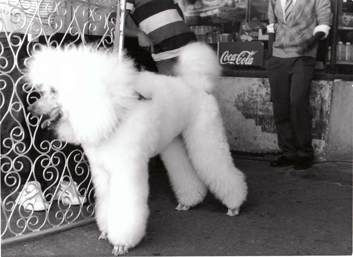 'Babaloo' by Danielle-Raye  Bischoff 