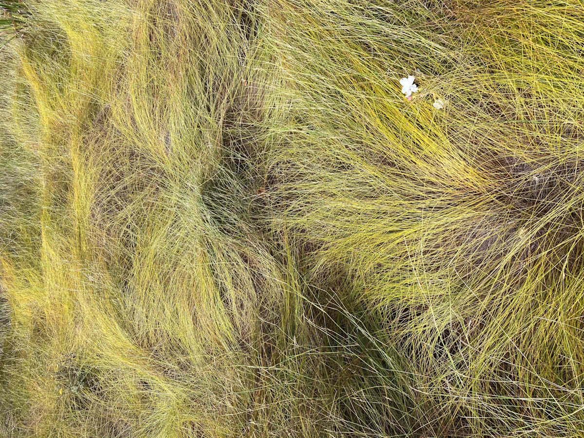 'Untitled 5' by Danielle-Raye  Bischoff 