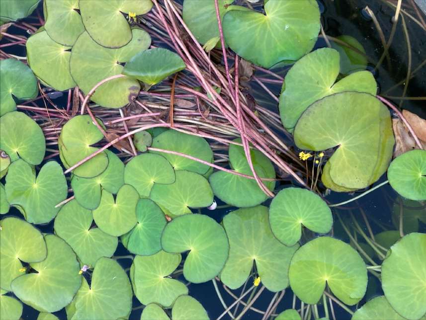 'Untitled 4' by Danielle-Raye  Bischoff 