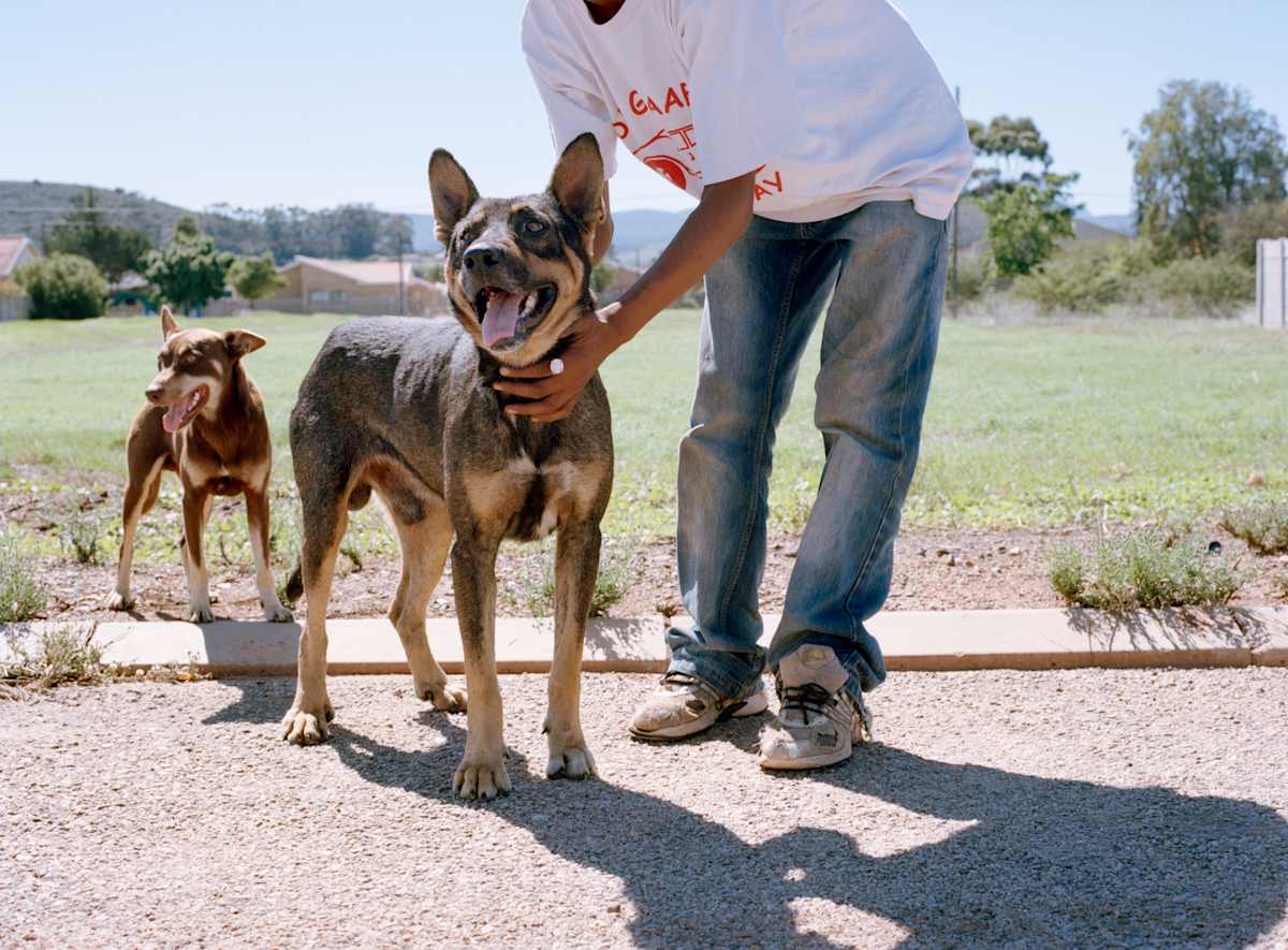 'German Shepherd Mix' by Danielle-Raye  Bischoff 