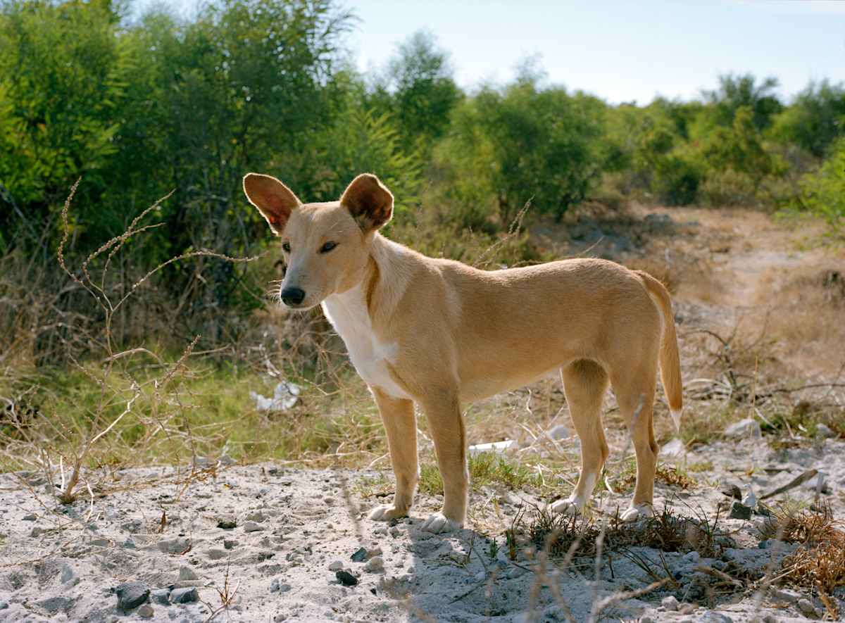 ‘Yellow Dog' by Danielle-Raye  Bischoff 