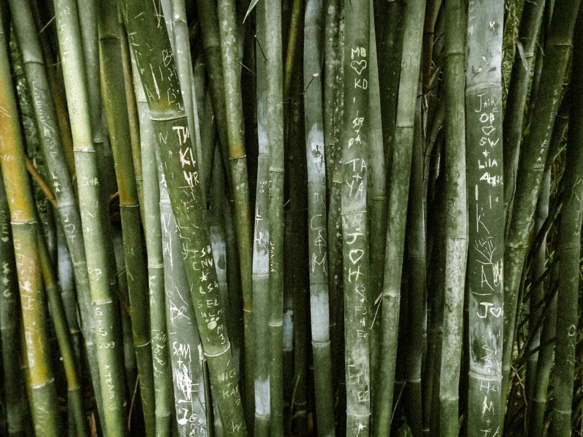 Bamboo Graffiti by Lora Wood 