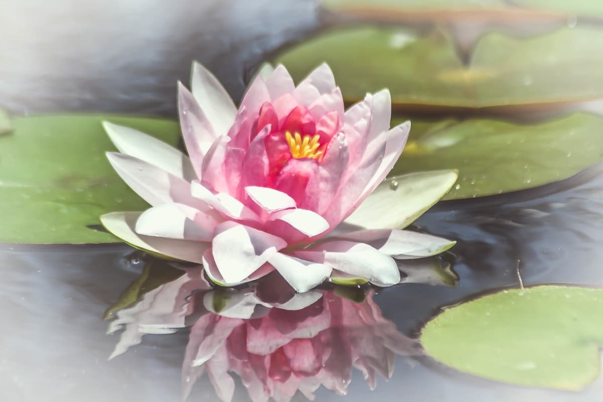 Floral Dream by Lora Wood 